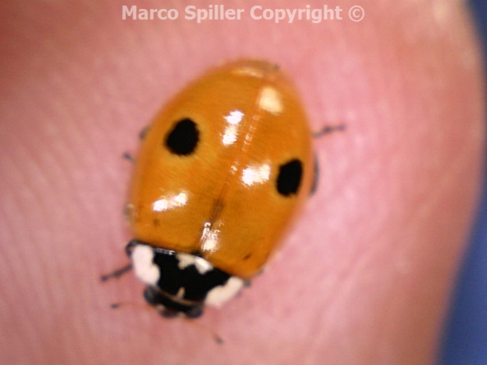 Adalia bipunctata: la fortuna sul mio dito